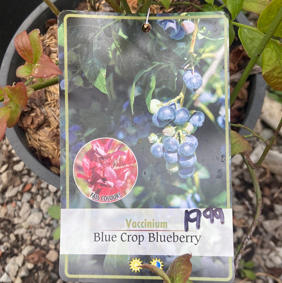 Blue Crop Blueberry (1 Gallon)