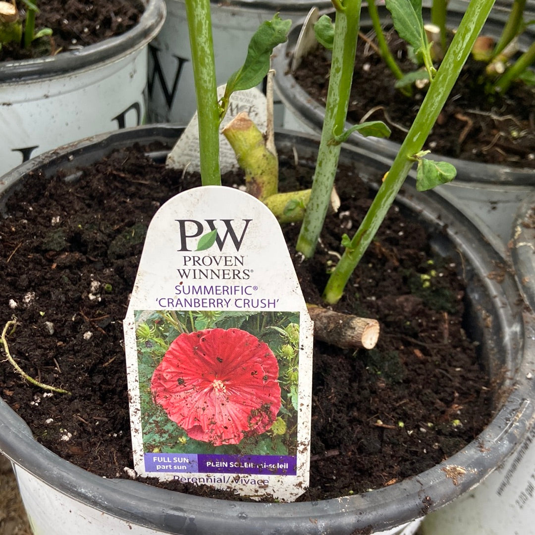 Perennial Hibiscus - Cranberry Crush PW(2 Gallon)