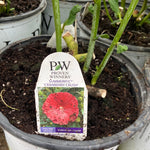 Load image into Gallery viewer, Perennial Hibiscus - Cranberry Crush PW(2 Gallon)
