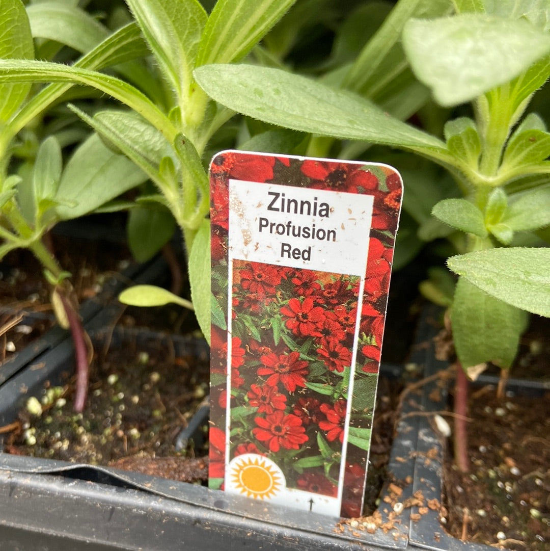 Zinnia - Cell Pack