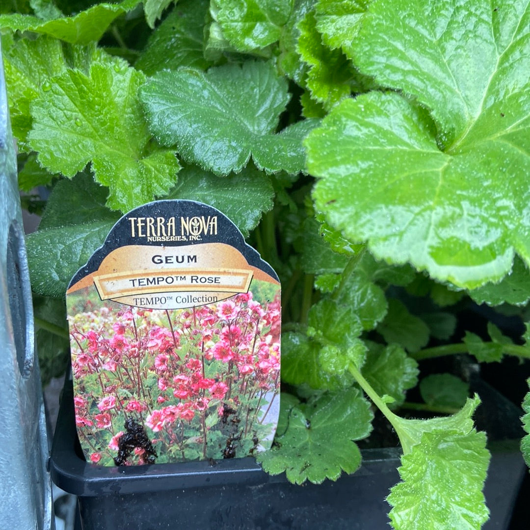 Geum - Tempo Rose(1 Gallon)