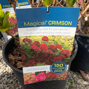Everlasting Hydrangea - Magical Crimson