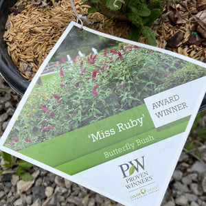 Miss Ruby Butterfly Bush (PW)