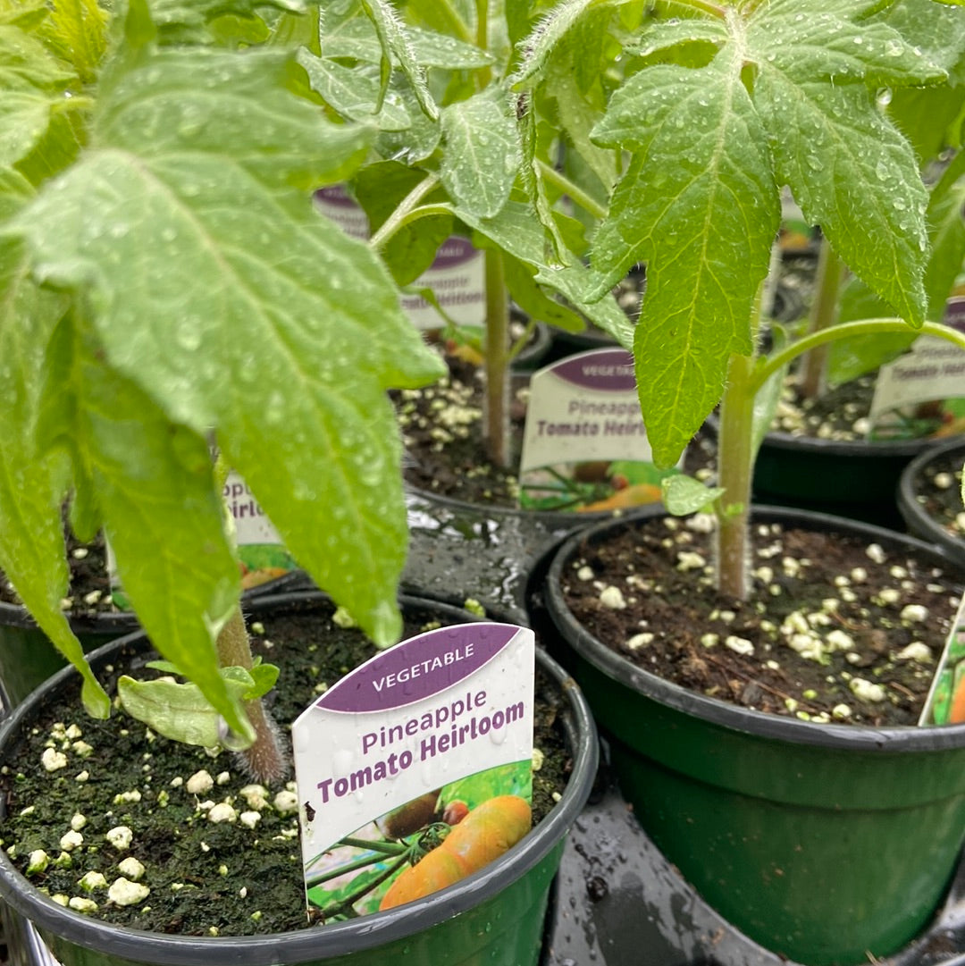 Pineapple (Heirloom) - Single Tomato