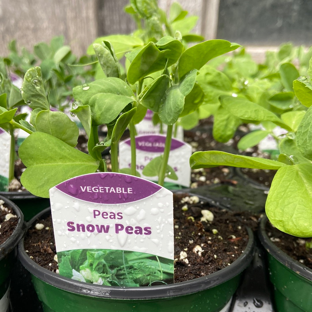 Snow Peas