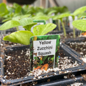Yellow Zucchini - Single Plant