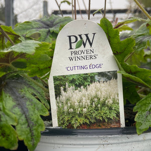 Tiarella - Cutting Edge PW (1 Gallon)