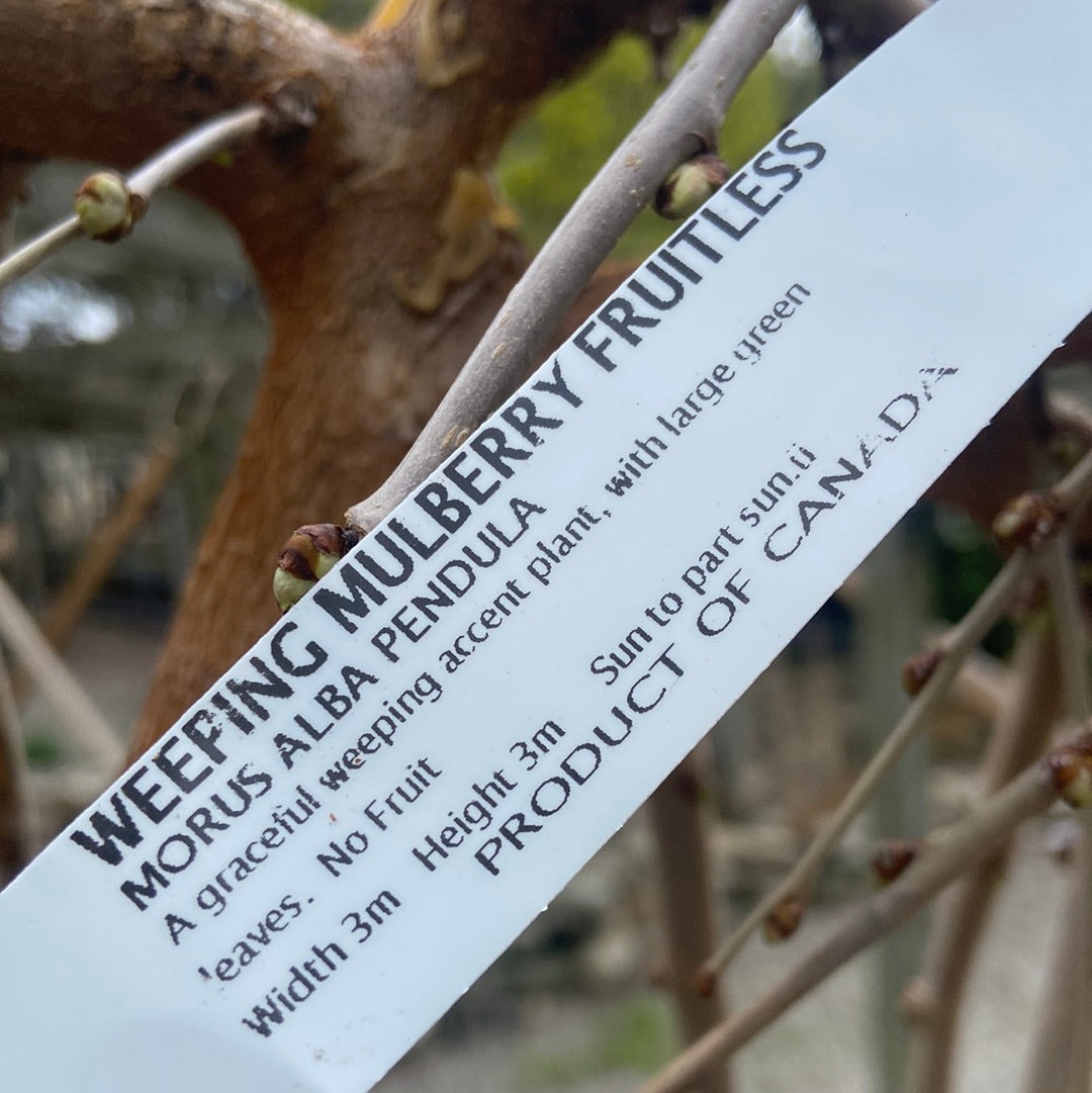 Weeping Mulberry (Fruitless)