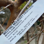 Load image into Gallery viewer, Weeping Mulberry (Fruitless)
