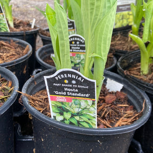 Hosta - Gold Standard (1 Gallon)