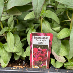 Snapdragons - Cell Pack