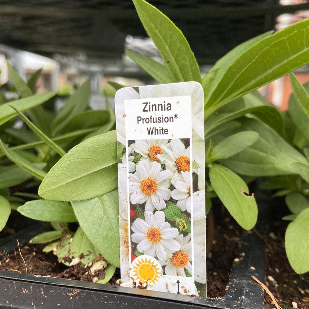 Zinnia - Cell Pack