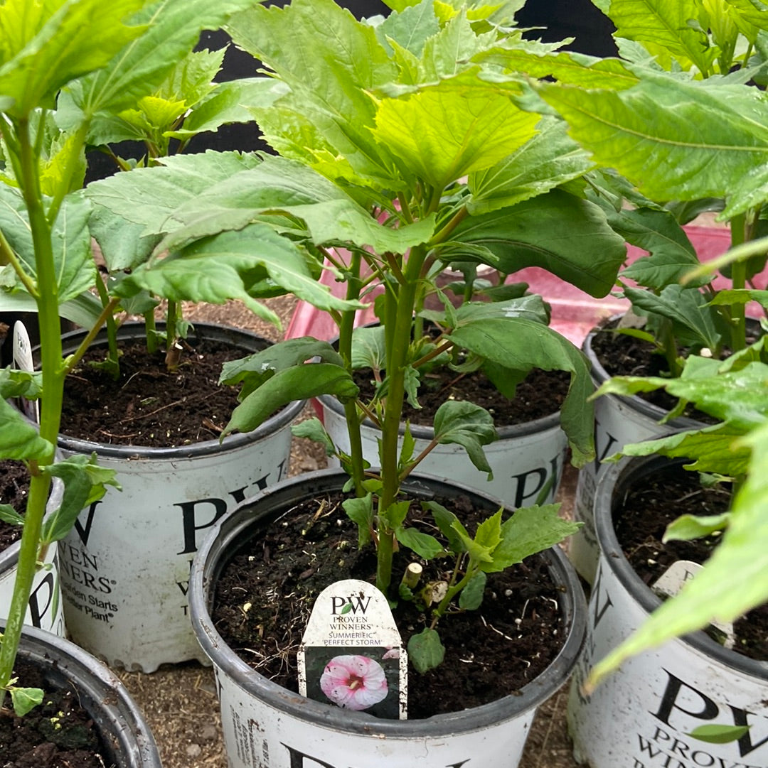 Perennial Hibiscus - Perfect Storm PW(2 Gallon)