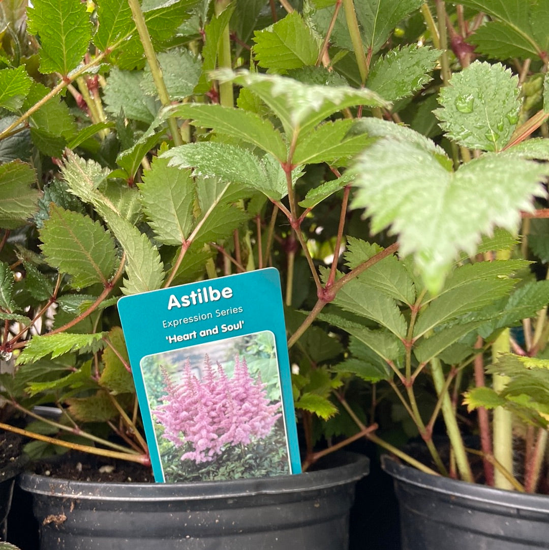 Astilbe - Heart and Soul (1 Gallon)