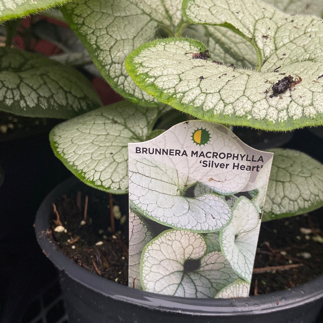 Brunnera Macrophylla - Silver Heart (1 Gallon)