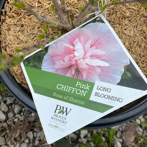 Pink Chiffon Rose of Sharon