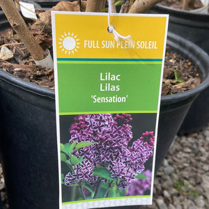 Lilac - Sensation