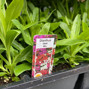 Dianthus - Cell Pack