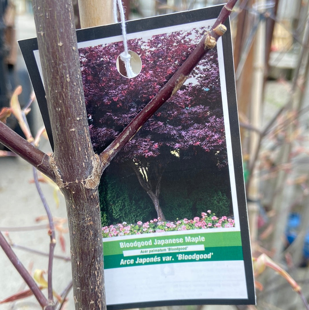 Japanese Maple - Bloodgood