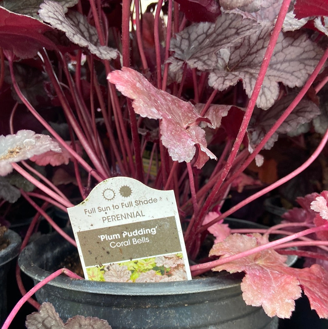 Heuchera - Plum Pudding (1 Gallon)