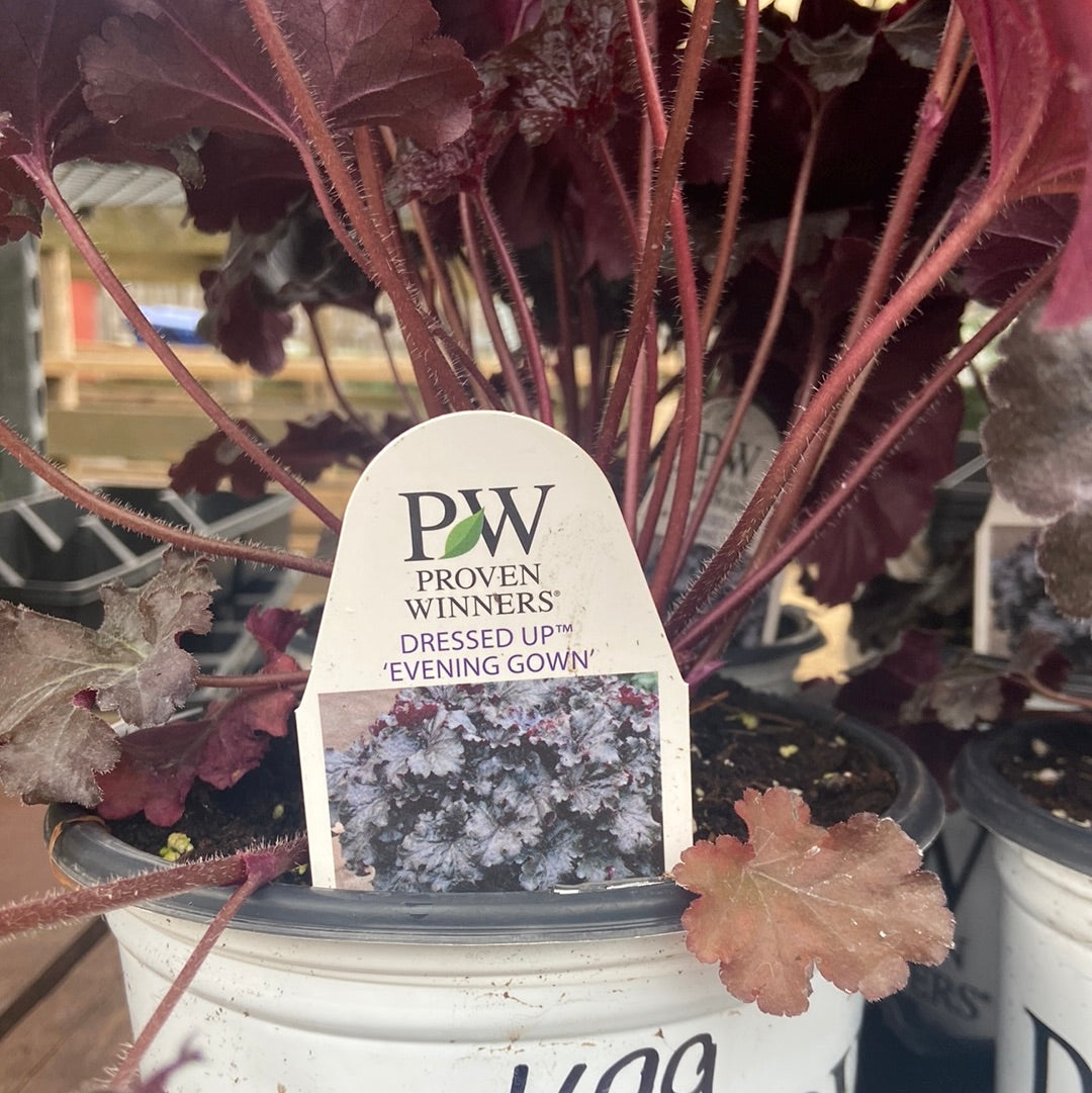 Heuchera (PW) - Evening Gown (1 Gallon)