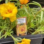 Load image into Gallery viewer, Portulaca - Cell Pack
