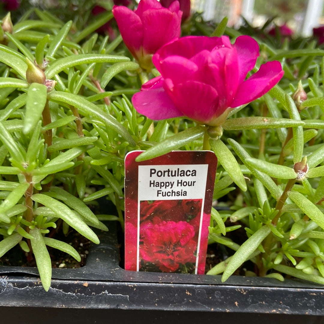 Portulaca - Cell Pack