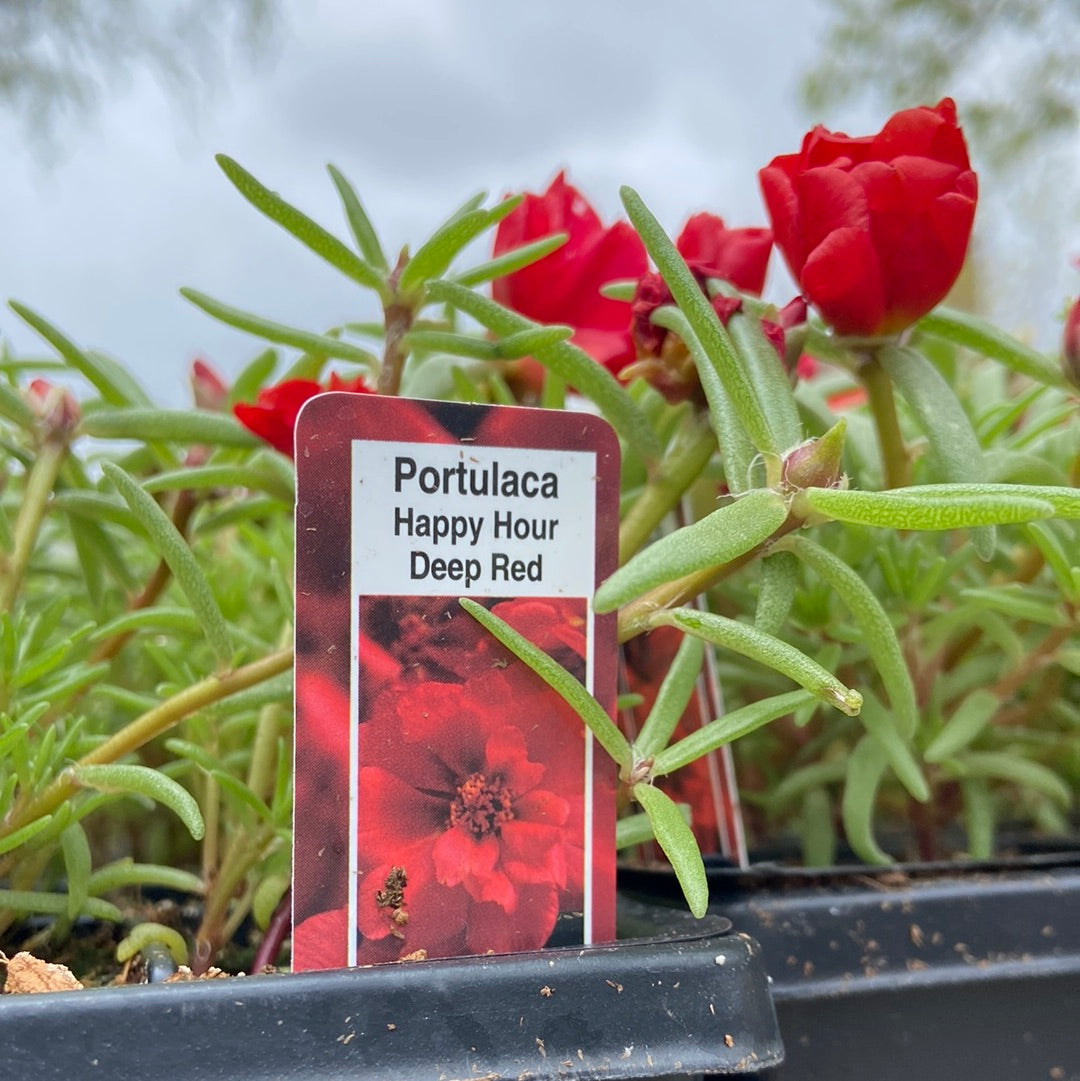 Portulaca - Cell Pack