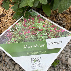 Miss Molly Butterfly Bush (PW)