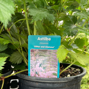 Astilbe - Glitter and Glamour (1 Gallon)