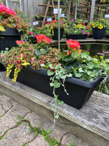 Mixed Begonia Balcony Planter (Assorted Colours)