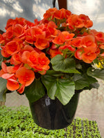 Load image into Gallery viewer, Sunshine Begonia Hanging Basket (Assorted Colours)
