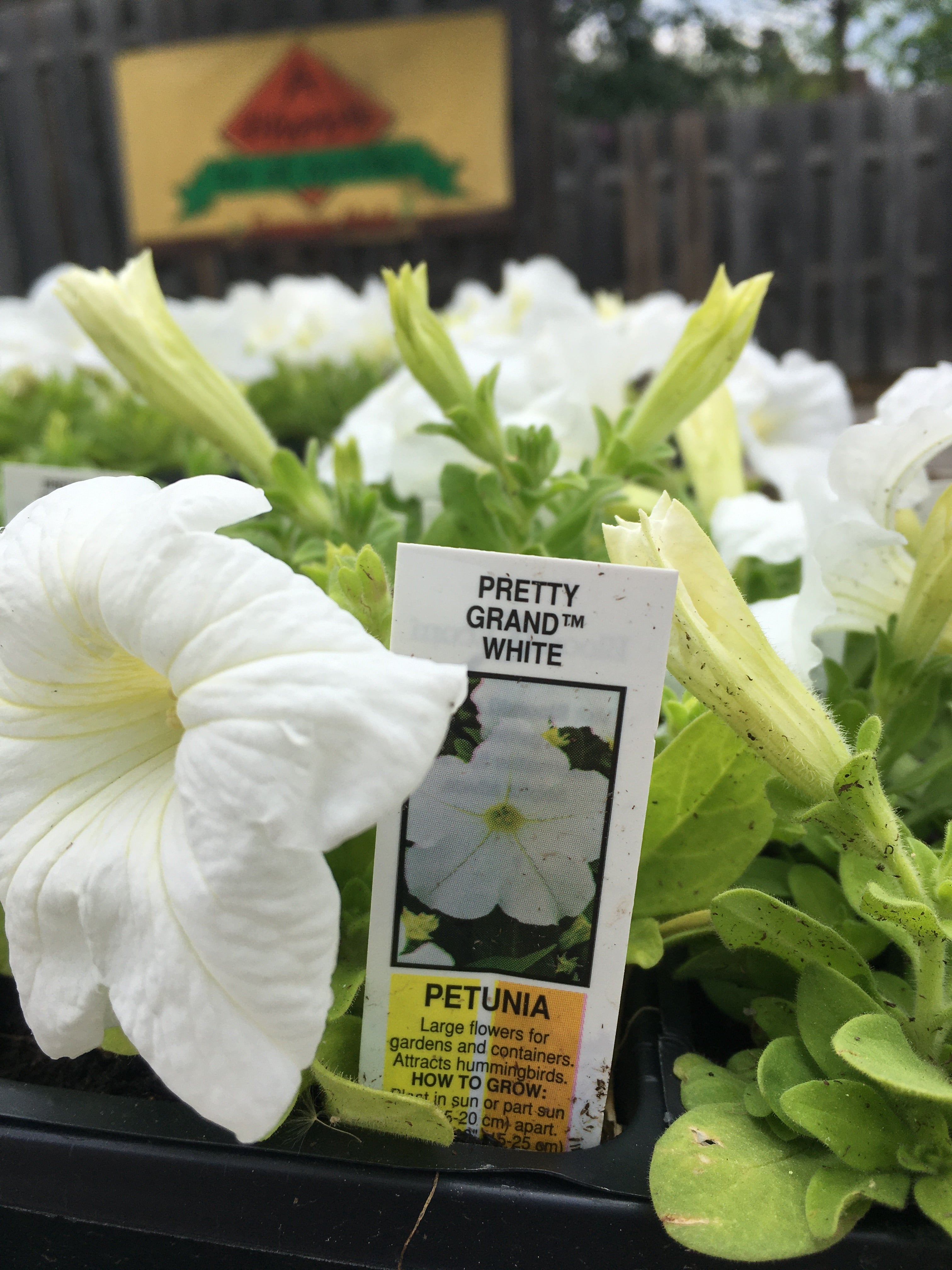Petunias - Cell Pack