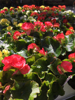 Load image into Gallery viewer, Rieger Begonia (4 inch)
