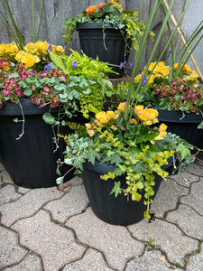 Mixed Begonia Planter (Assorted Colours)