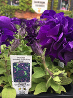 Load image into Gallery viewer, Petunias - Cell Pack
