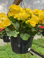 Load image into Gallery viewer, Sunshine Begonia Hanging Basket (Assorted Colours)
