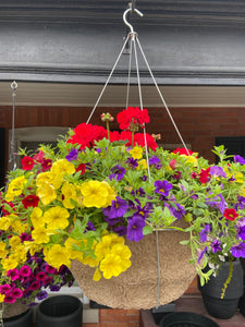 Extra Large Mixed Geranium Hanging Basket (Assorted Colours)