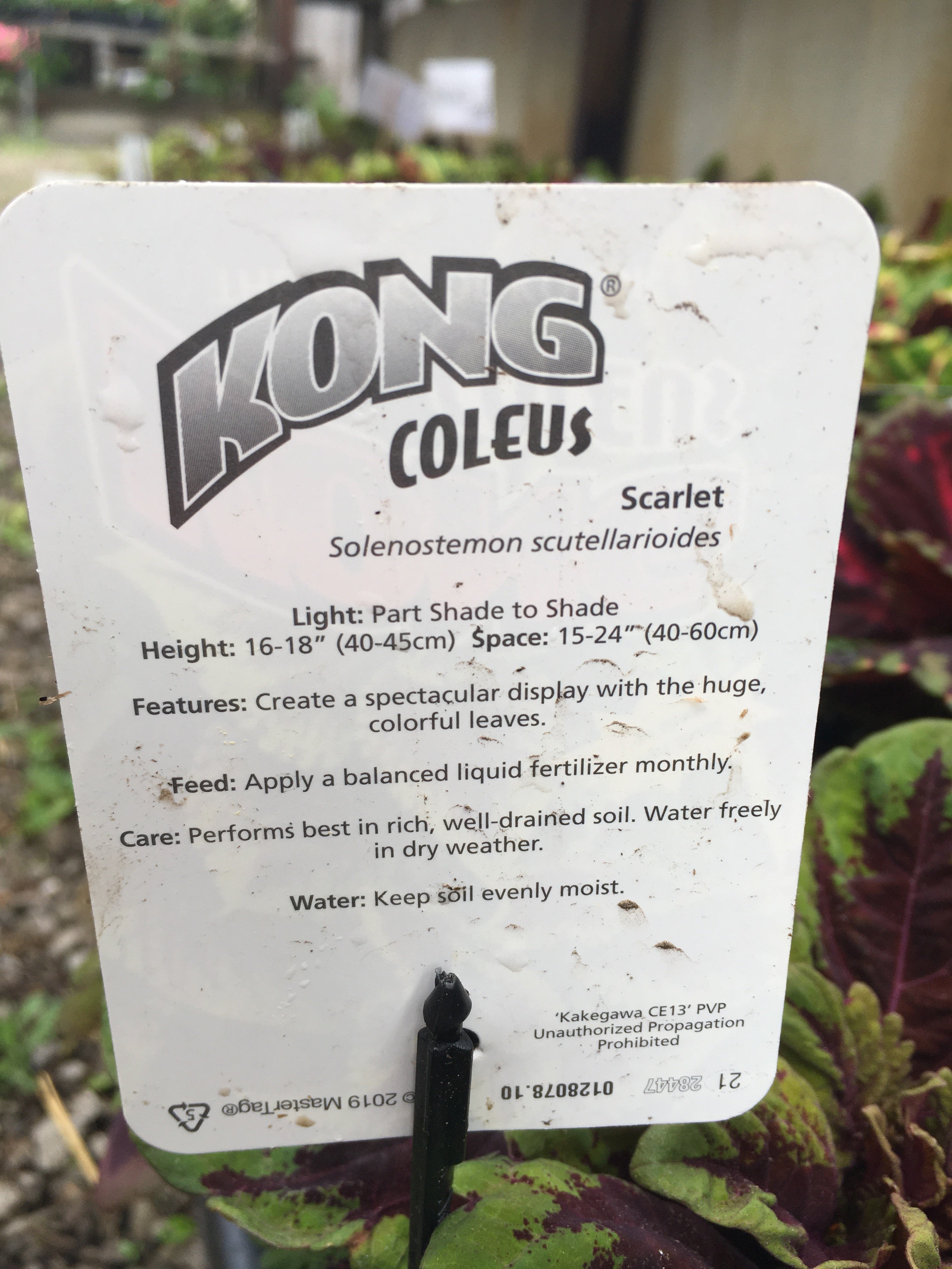 Kong Coleus (1 Gallon)