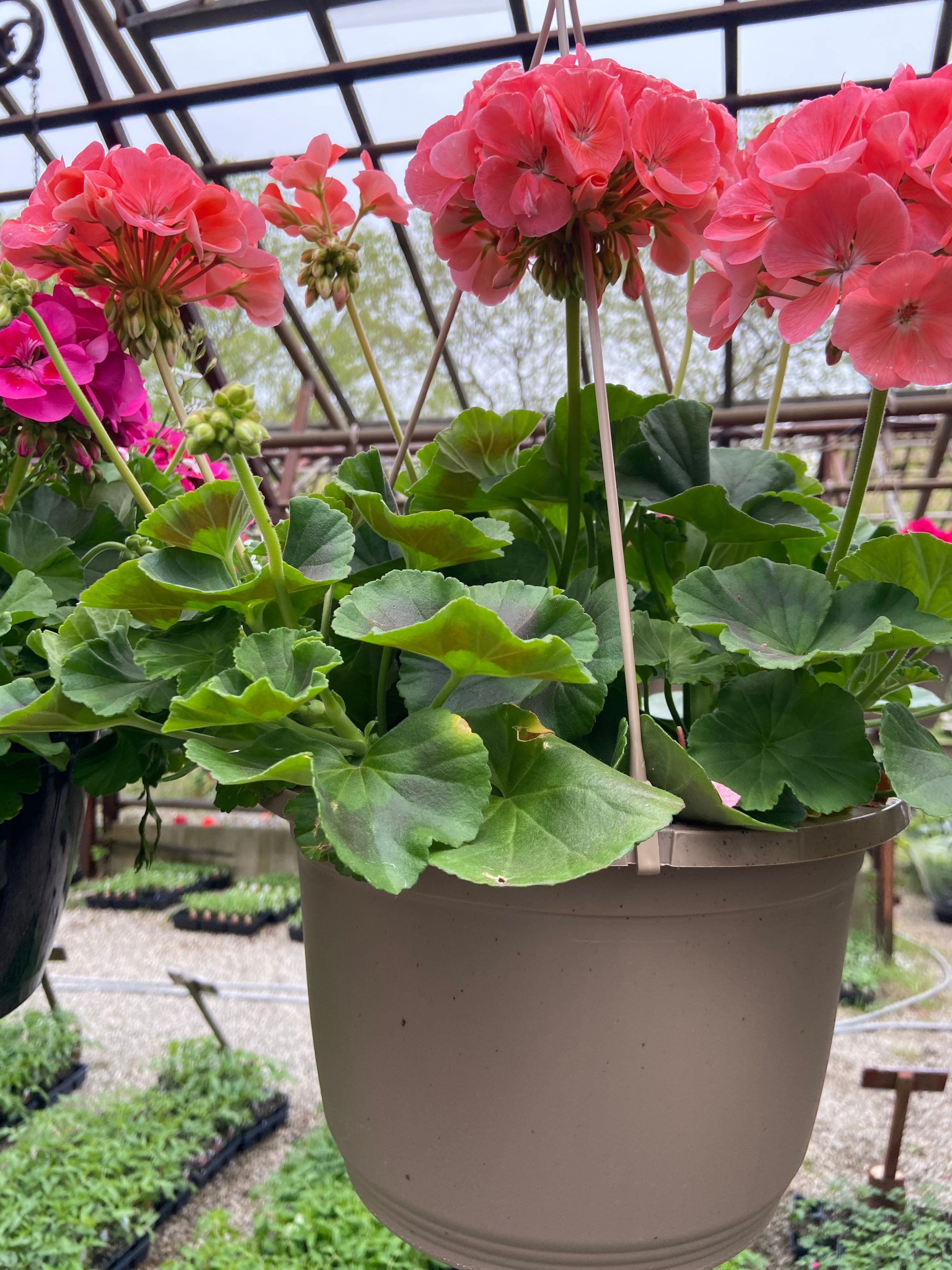 Geranium Hanging Basket (Assorted Colours)