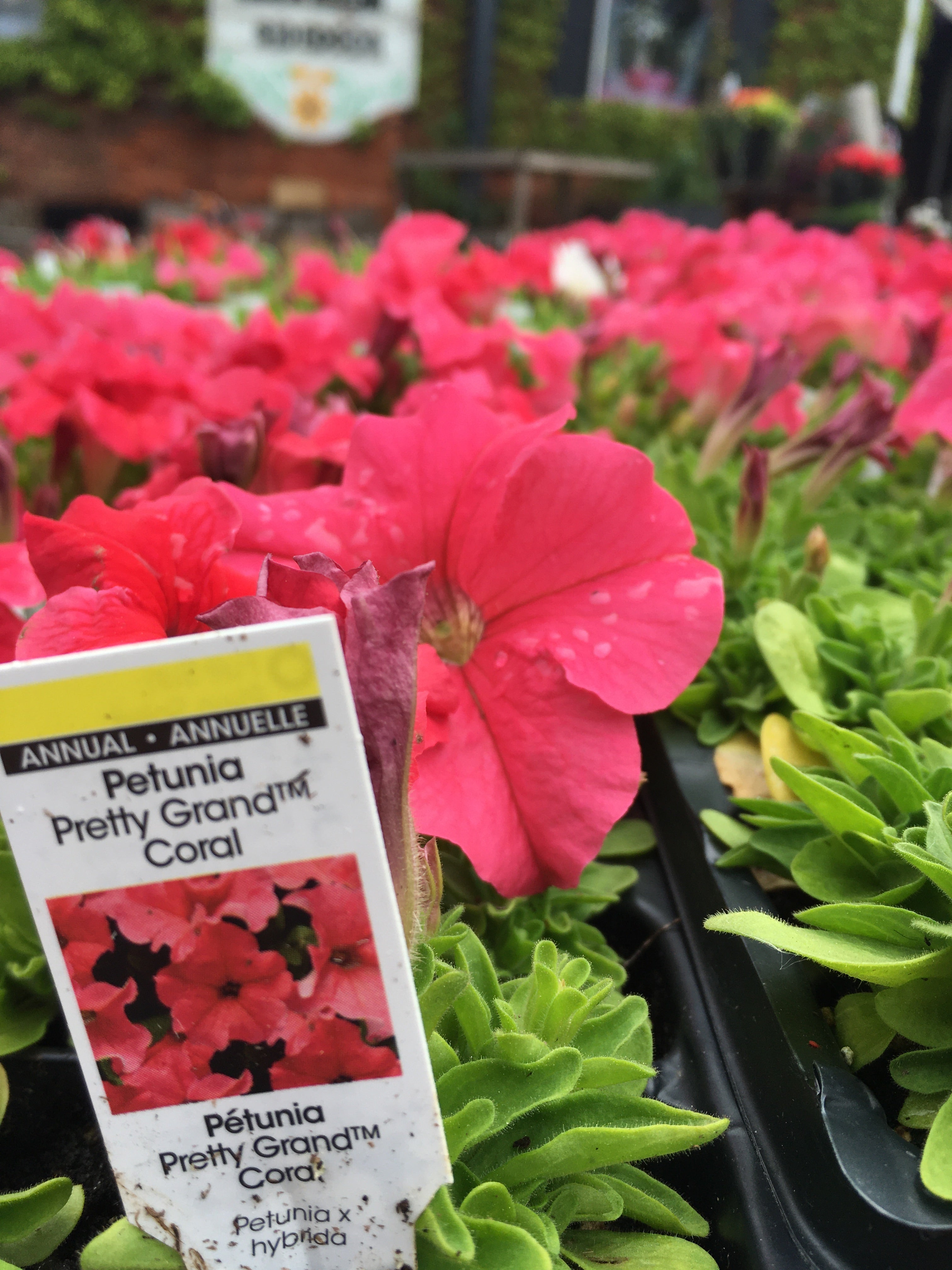 Petunias - Cell Pack