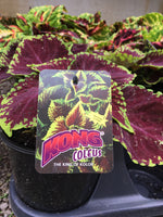 Load image into Gallery viewer, Kong Coleus (1 Gallon)

