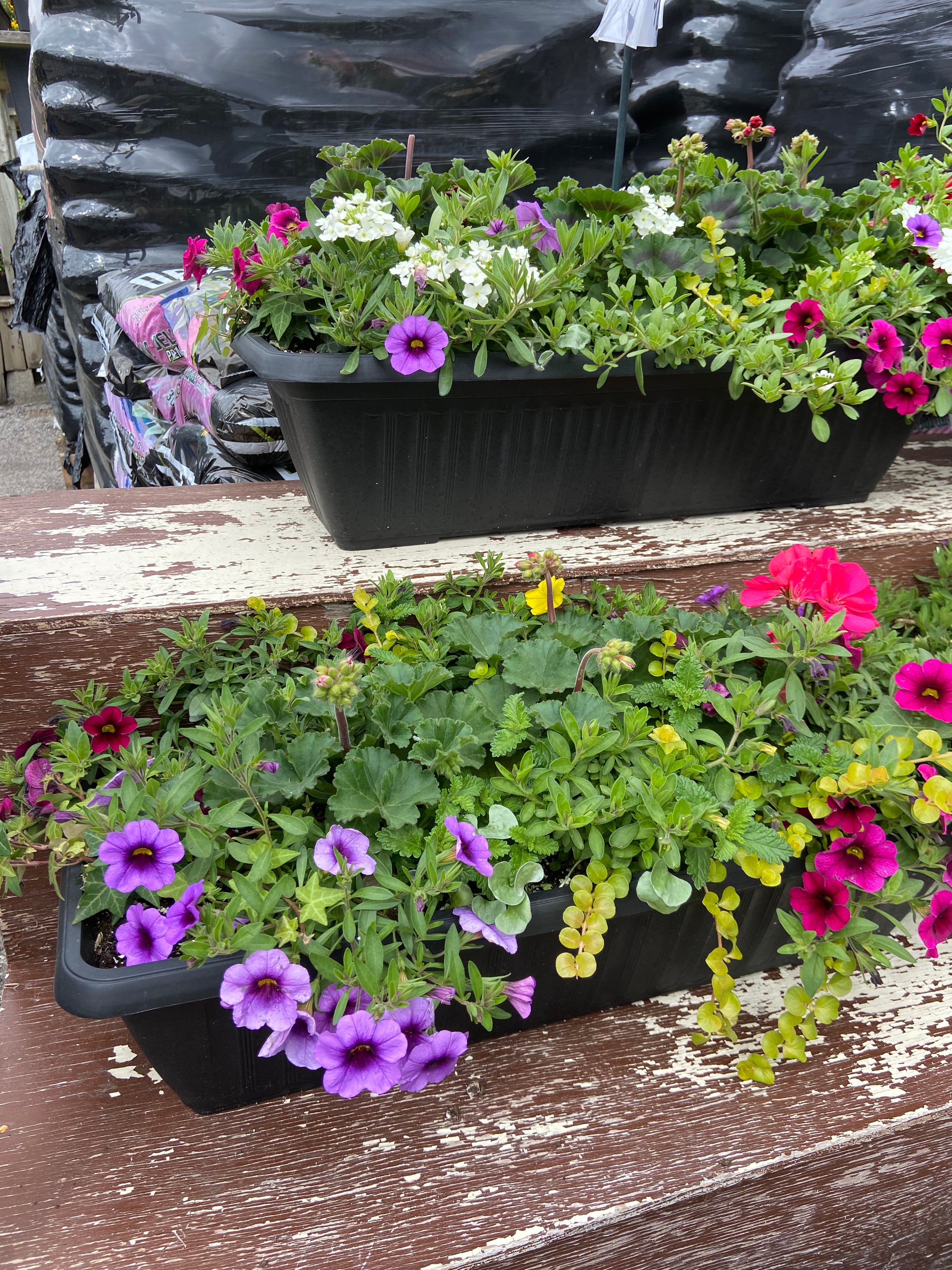 Mixed Geranium Balcony Planter (Assorted Colours)
