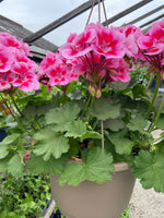 Load image into Gallery viewer, Geranium Hanging Basket (Assorted Colours)
