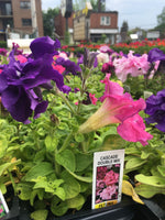 Load image into Gallery viewer, Petunias - Cell Pack
