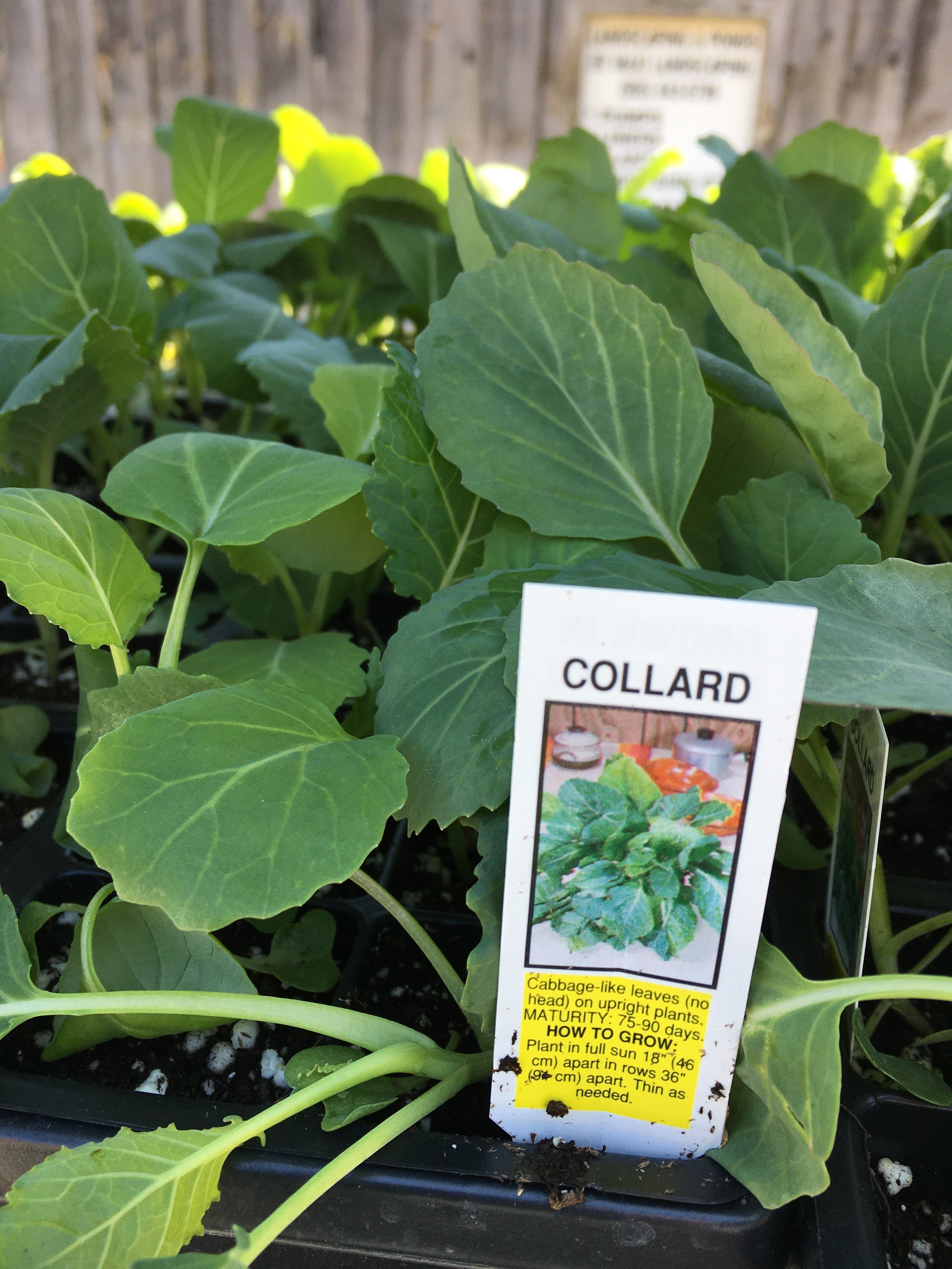 Collards - Cell pack