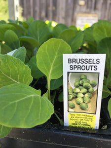 Brussels Sprouts - Cell Pack