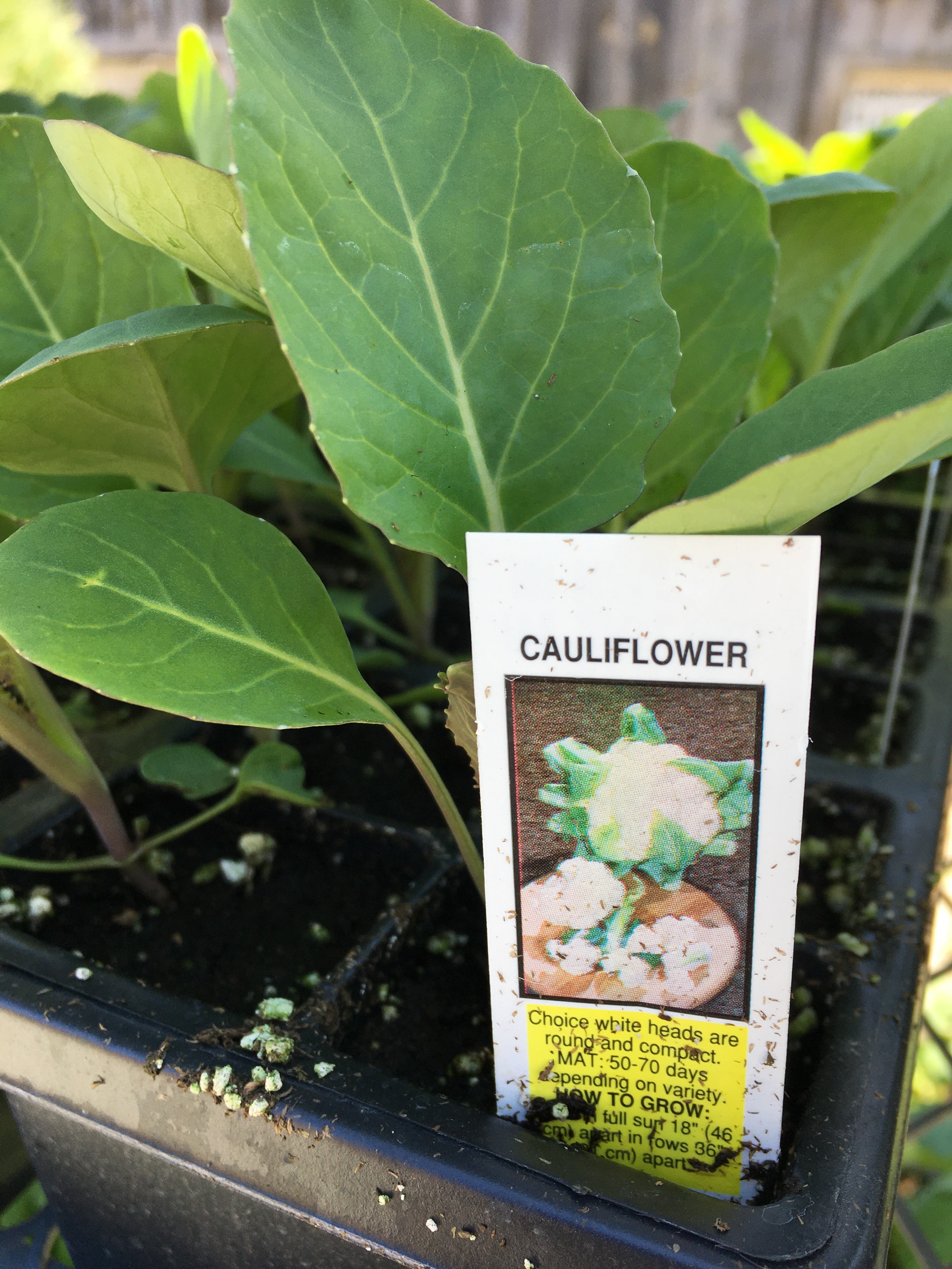 Cauliflower - Cell Pack