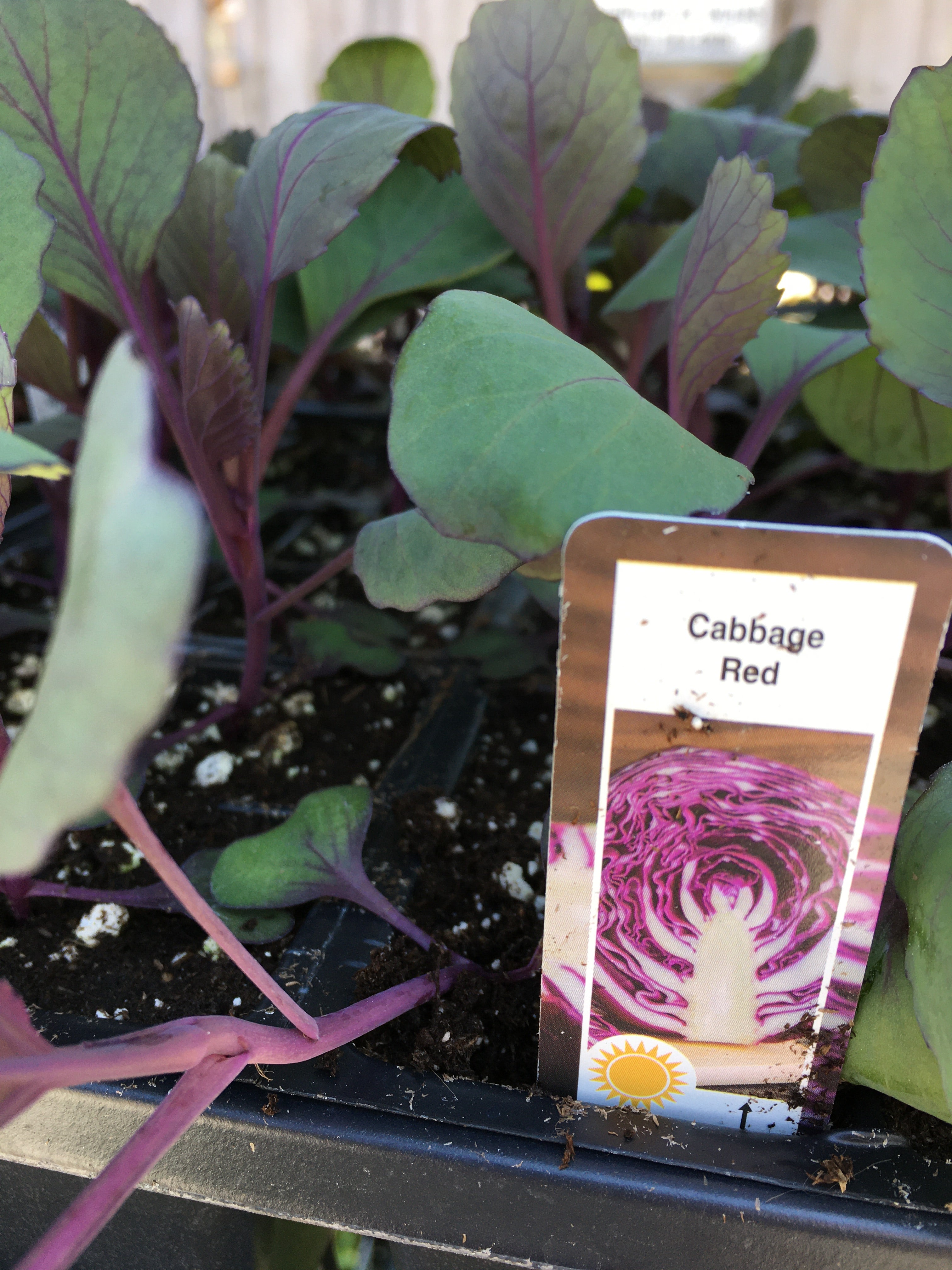 Red Cabbage - Cell Pack