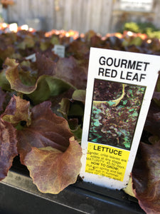 Red Leaf Lettuce - Cell Pack